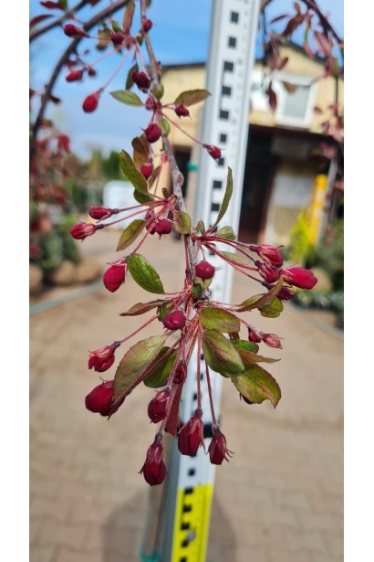 Яблуня гібридна Роял Б’юті / Яблуня плакуча Роял Б’юті